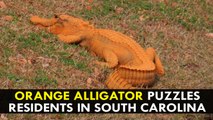 Orange Alligator puzzles residents in South Carolina