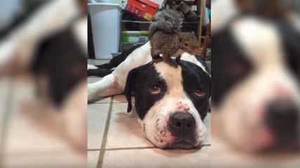 Un chien protège un écureuil d'un chat