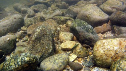 Mergulho em busca dos peixes exótico e raros nunca identificados da cachoeira das onças, vamos mergulhar, 2017, Marcelo  Ambrogi