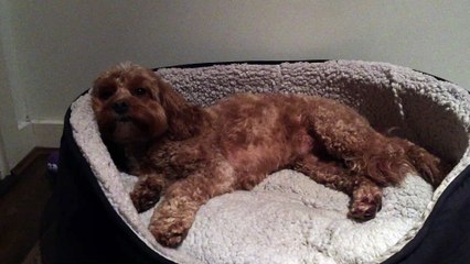 Cavapoo falling asleep