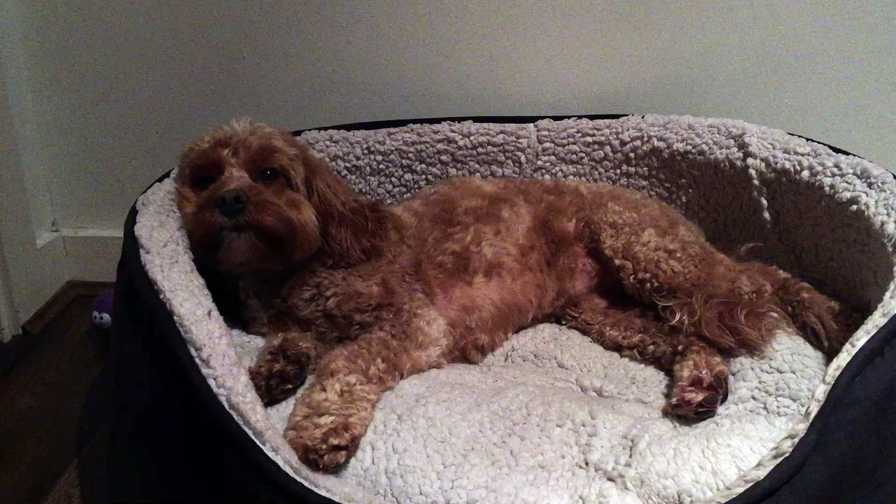 Cavapoo falling asleep