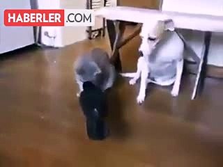 Karga Gagasıyla Kedi ve Köpek Besledi