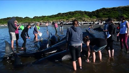 Encallan unas 200 ballenas más en Nueva Zelanda pese a esfuerzos