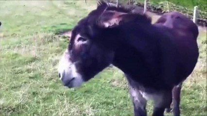 Eşekten uzun hava yöresini bilen var mı