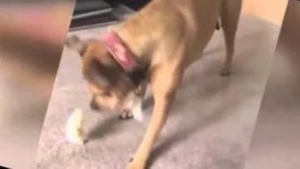 Мы с тобою одной крови - ты и я !!!