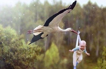 Как аисты детей разносят...