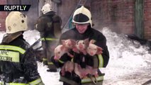 Это же самое милое спасение! Томские спасатели на руках вынесли 150 поросят из горящего здания