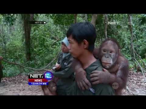 Pengabdian Dokter Hewan di Rehabilitasi Orang Utan - NET12