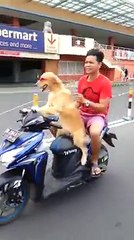 Believe it or not ? funny and crazy dog drive a motorcycle