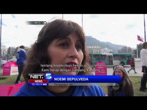 Kandang Khusus Anjing Liar dan Telantar di Santiago, Cile - NET5