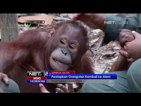 Seluk Beluk Pelestarian Orang Utan - NET12
