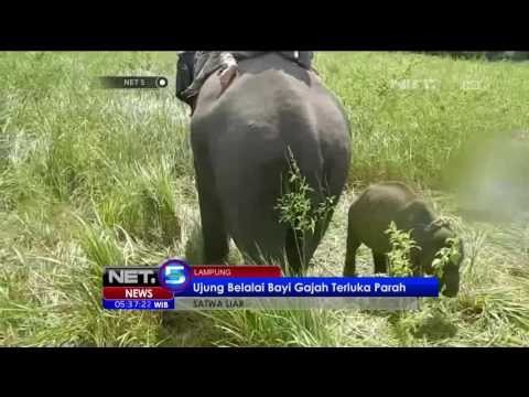 Aksi Penyelamatan Seekor Bayi Gajah - NET5