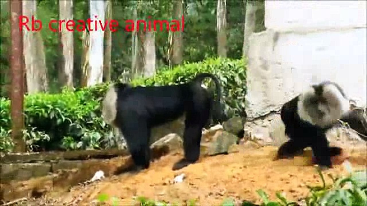 animals monkey _2