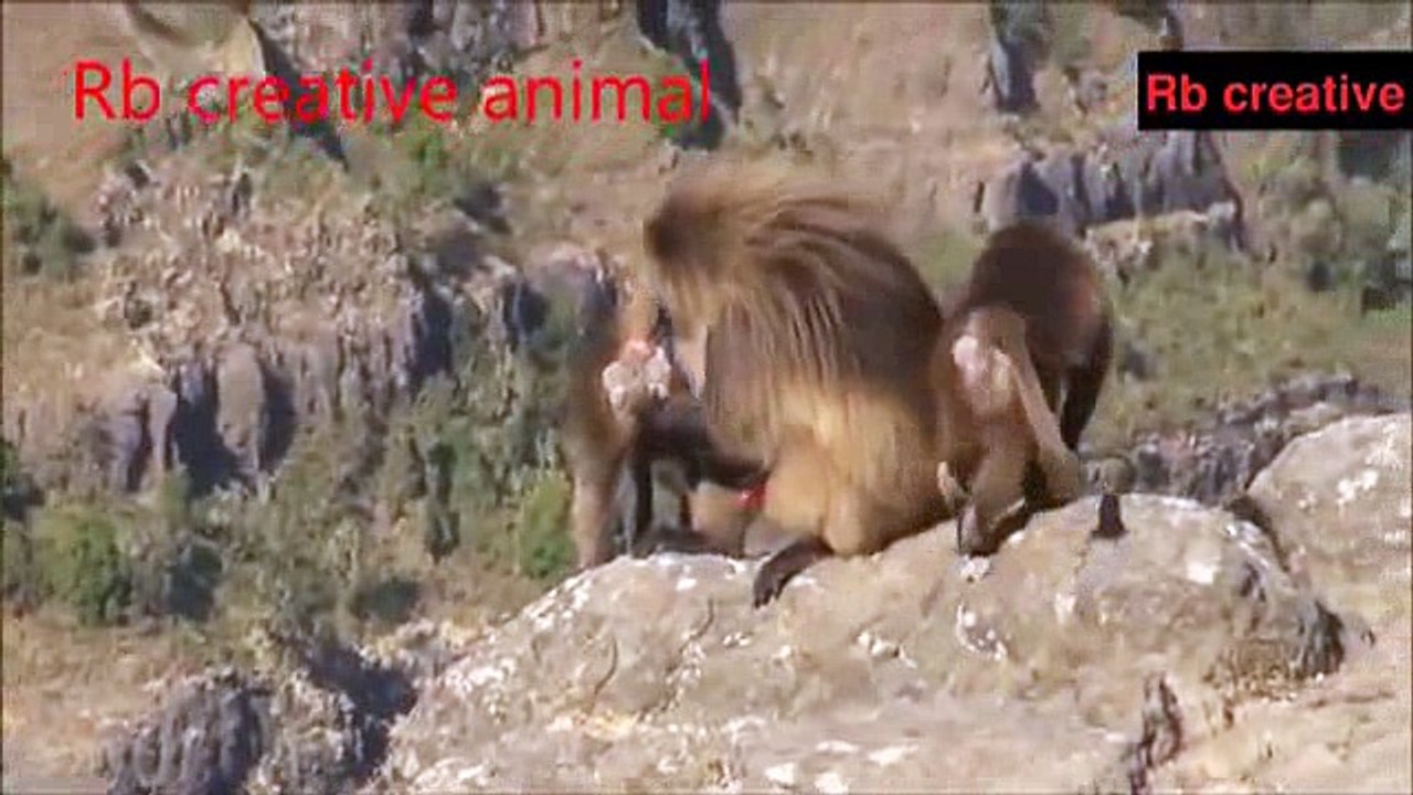 animals monkey _4
