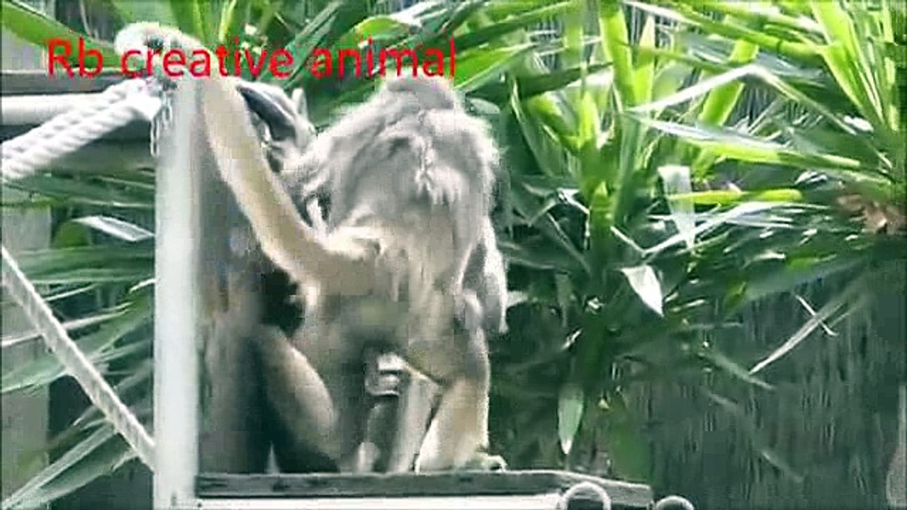 animals monkey _7