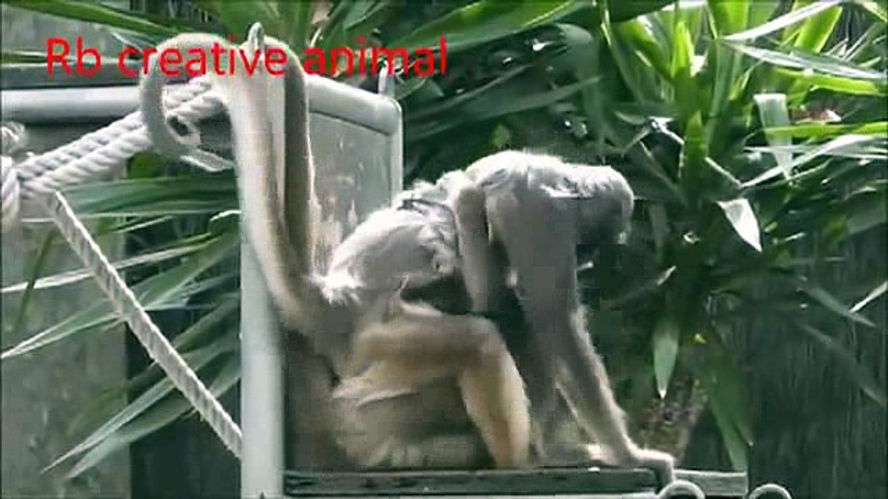 animals monkey _9