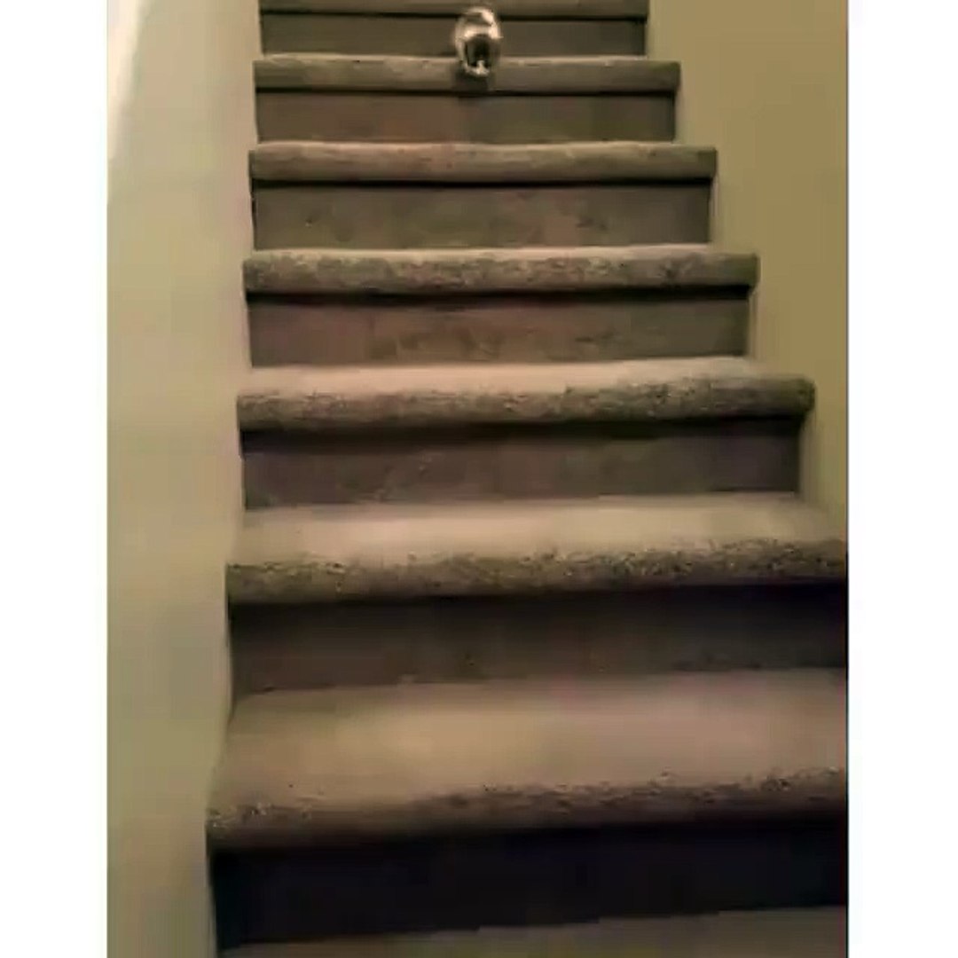 ⁣poor cat on steps