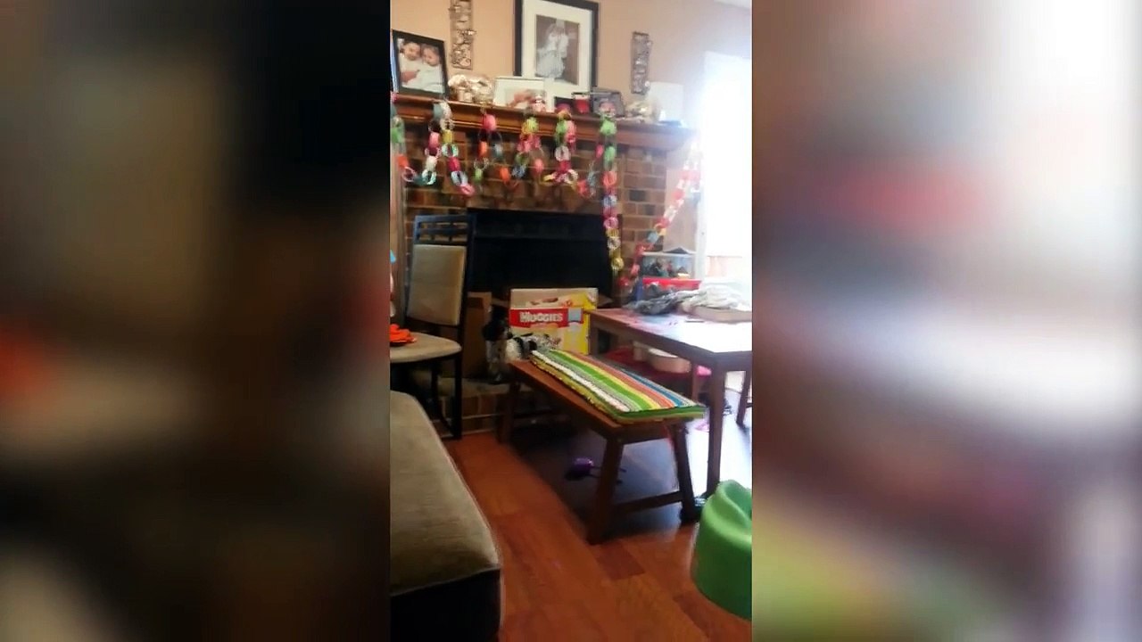 Funny Cats & Dogs Best Funny Videos Of February 2017 Part 3