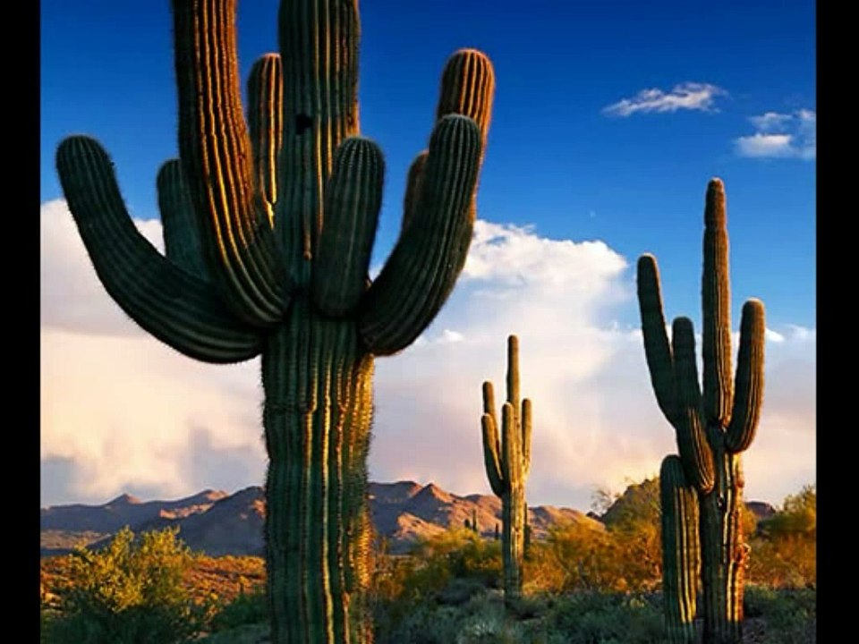 Kaktus Bend - Daj mi ruku