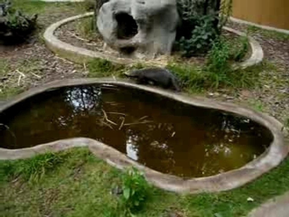 Loco
