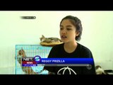 Rumah Bagi Kucing Liar di Bandung - NET5
