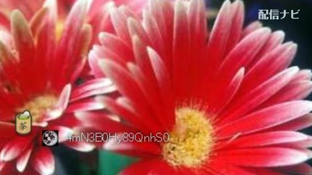 【ゲルゲ】ウナちゃんマンとHOPEが和解した件について語る（ツイキャス）