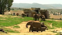 San Diego Zoo Kids - Elephants
