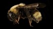 The Trump administration is delaying listing this bumblebee species as endangered
