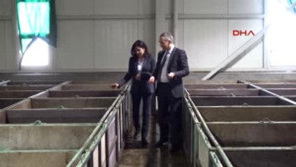 Manisa Bebeği Alerji Oldu Şifayı Solucanda Buldu