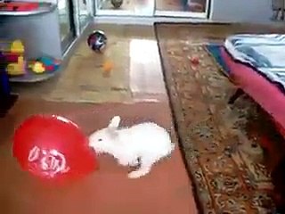 Crazy Rabbit
