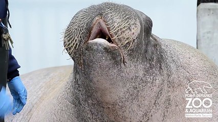 E.T. the Walrus practices his vocalizations at Point Defiance Zoo & Aquarium