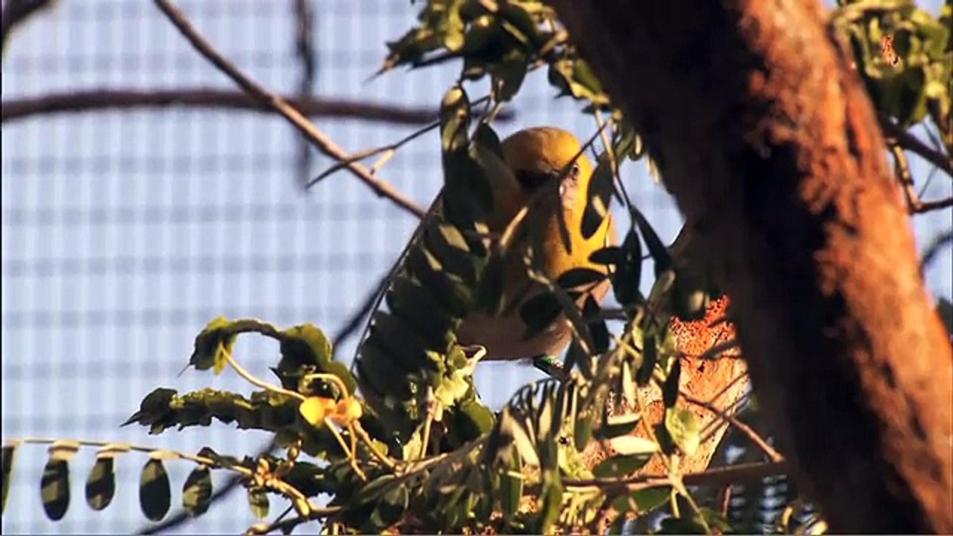 ⁣Hawaiian Bird Conservation