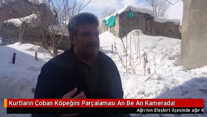 Kurtların Çoban Köpeğini Parçalaması An Be An Kamerada!