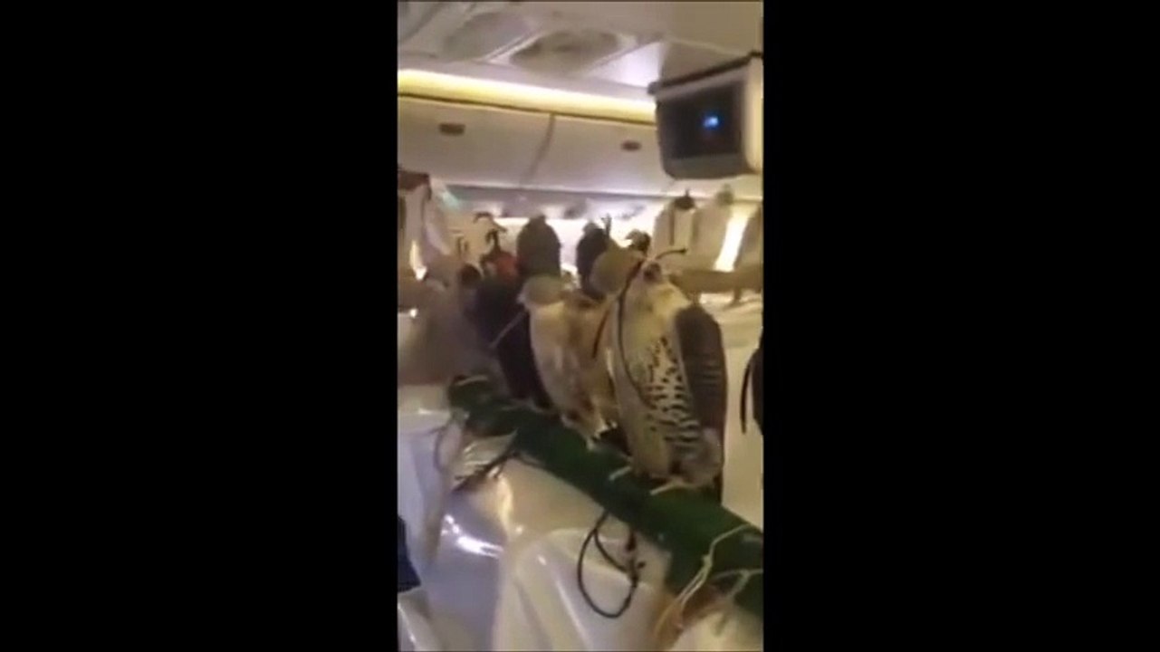 Falcons on Plane Saudi Prince Buys Airplane Seats to Transport his 80 Falcon Birds.