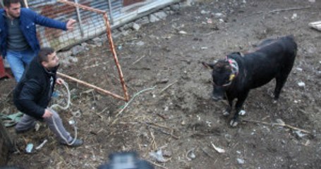 Ağıldan Kaçan Boğa, 5 Kişiyi Yaraladıktan Sonra Yakalanabildi