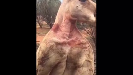 عضلات حيوان الكنجارو شئ لا يصدق (كمال اجسام)