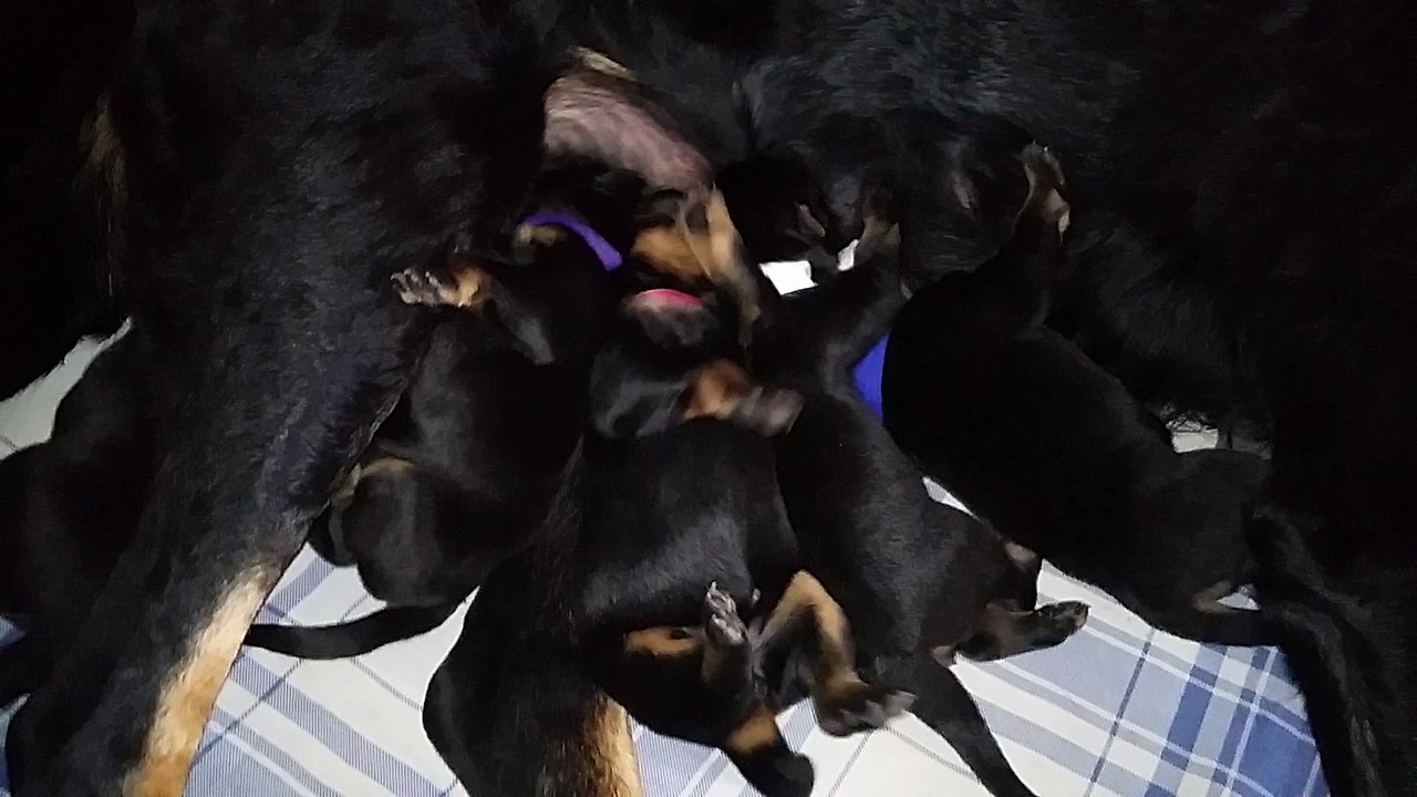 Chiots Beaucerons des Ganches de la Loire