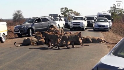 Des lions bloquent une route pendant leur repas