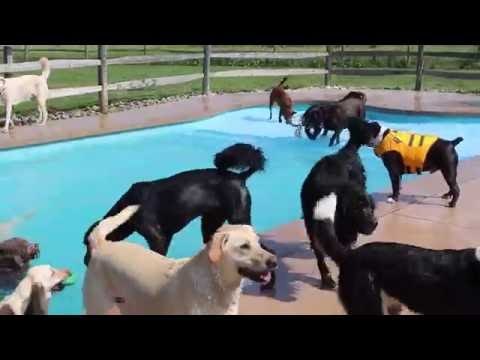 Swimming Pool Plays Host to World's Happiest Scene