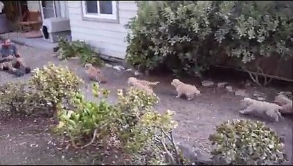 Des golden retriever prennent un homme d'assaut, âmes sensibles s'abstenir...