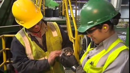 Geri Dönüşüm Merkezi Aktarımlarını Geçen Mucizevi Yavru Kedi