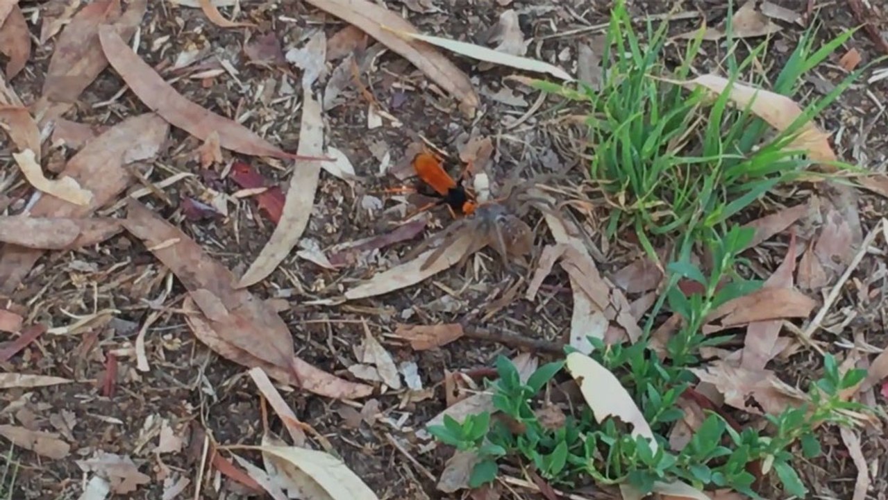 Une énorme guêpe s'en prend à une araignée plus grosse qu'elle