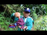 Pahlawan Masa Kini Hijaukan Lereng Gunung Yang Rusak di Kudus - NET5