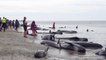 Des centaines de dauphins échoués sur une plage de Nouvelle Zélande