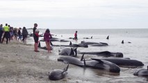 Des centaines de dauphins échoués sur une plage de Nouvelle Zélande