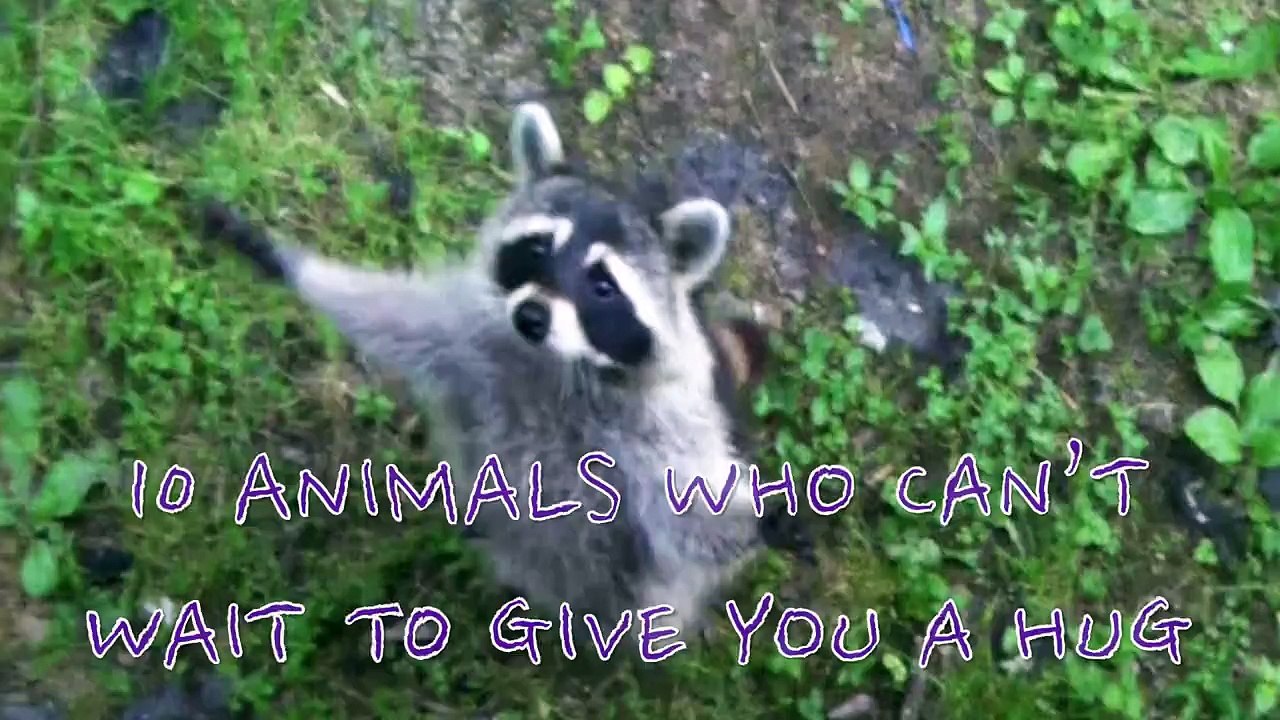 Ces animaux ont besoin d'amour - Compilation adorable