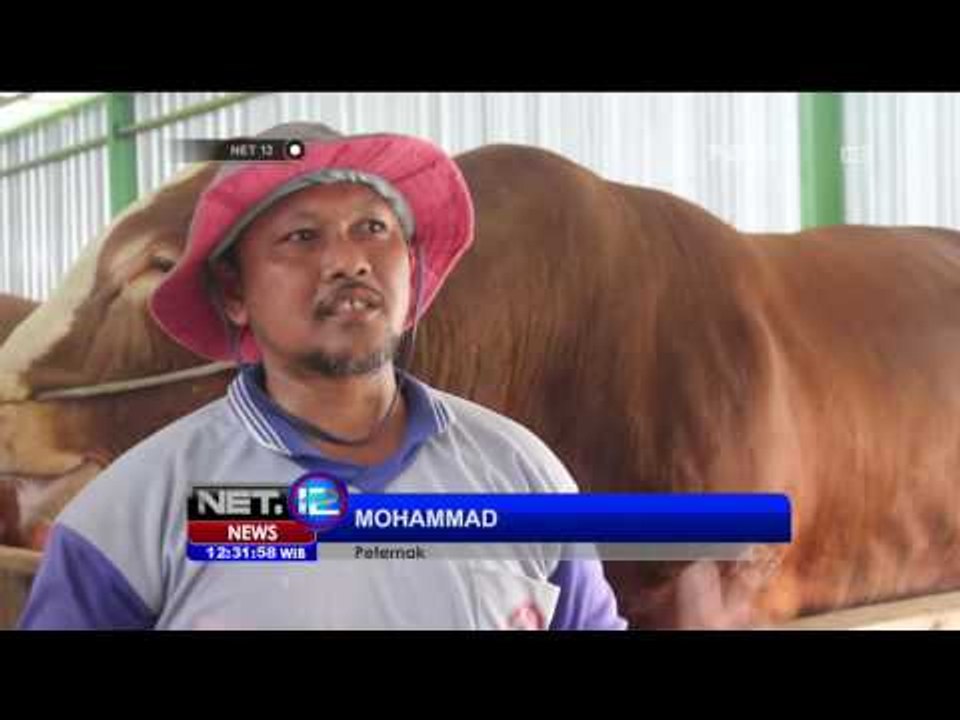 Sapi Limousin Jadi Andalan Untuk Idul Adha - NET12