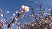 Muğla Fethiye'de Badem Ağaçları Çiçek Açtı