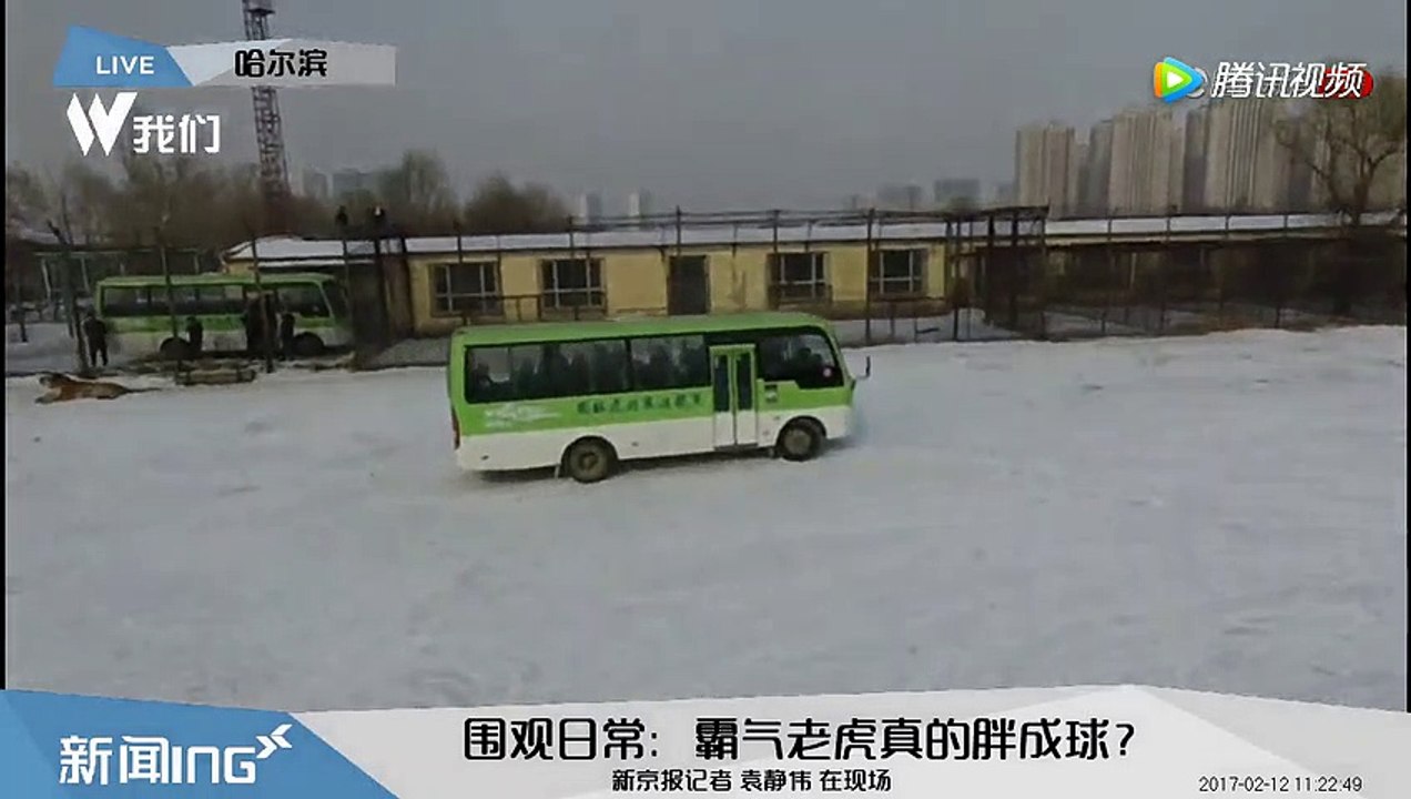 东北虎胖成球依然霸气 一跃3米扑向无人机