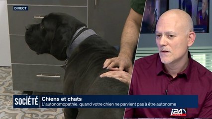 Chiens et Chats : l'autonomopathie, quand votre chien ne parvient pas à être autonome